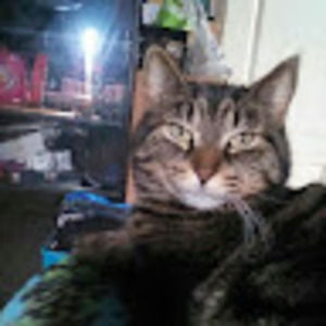 Meet your Posher, Annie